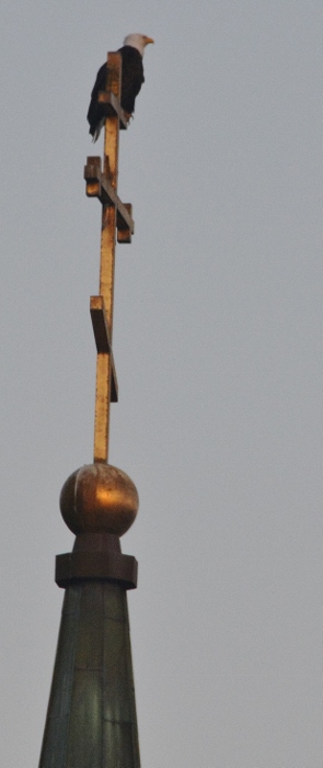 bald eagle on church steeple